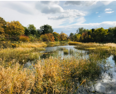 멸종 위기종 서식지 복원 사업